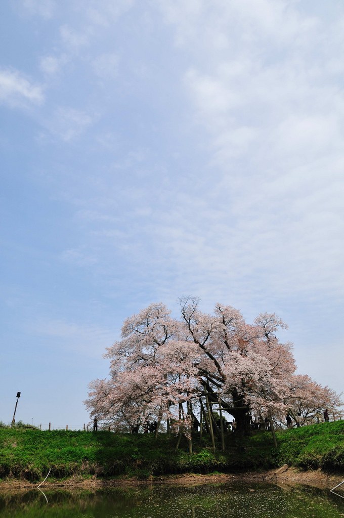 sakura & cloud
